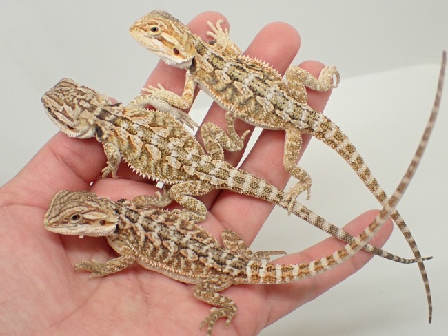 LINE_ALBUM_20240411_240412_64
