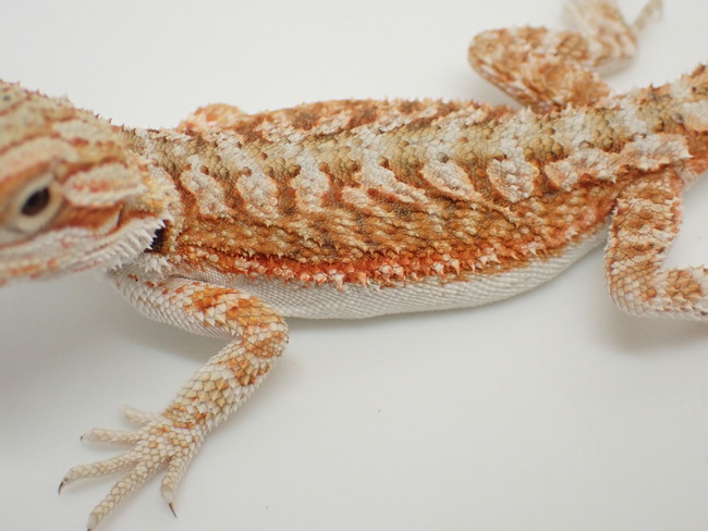 P4273525
