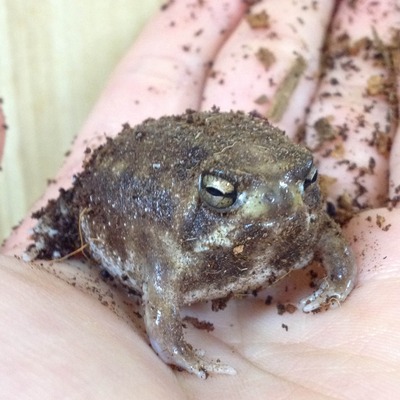 イモリ 爬虫類倶楽部大宮店公式ブログ