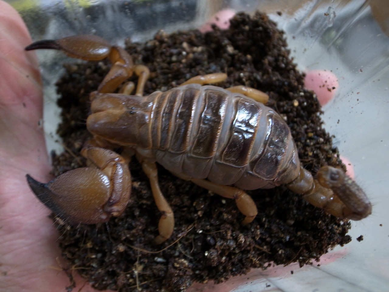 満員 今日からサービスデー 御礼 爬虫類倶楽部大宮店公式ブログ