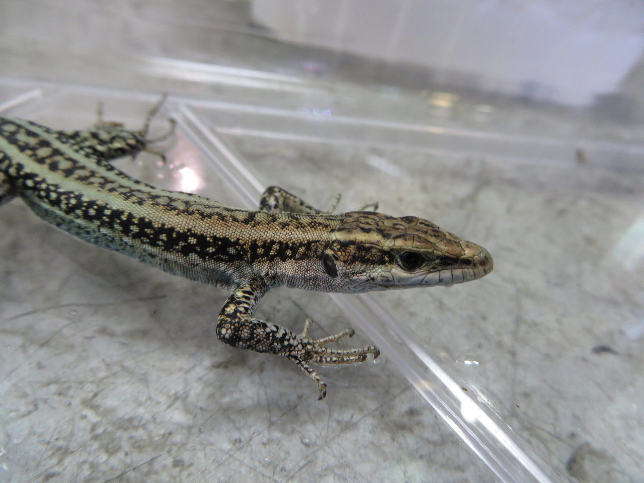 ドイツハムショー エジプト便 トカゲ 奇蟲 爬虫類倶楽部大宮店公式ブログ ドイツハムショー エジプト便 トカゲ 奇蟲 爬虫類倶楽部大宮店公式ブログ