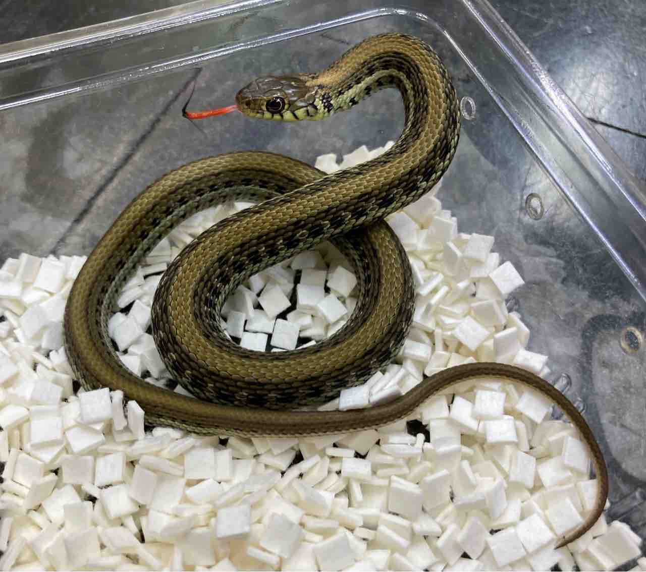 明日から九レプ ヘビオススメ出品生体ご紹介 爬虫類倶楽部大宮店公式ブログ