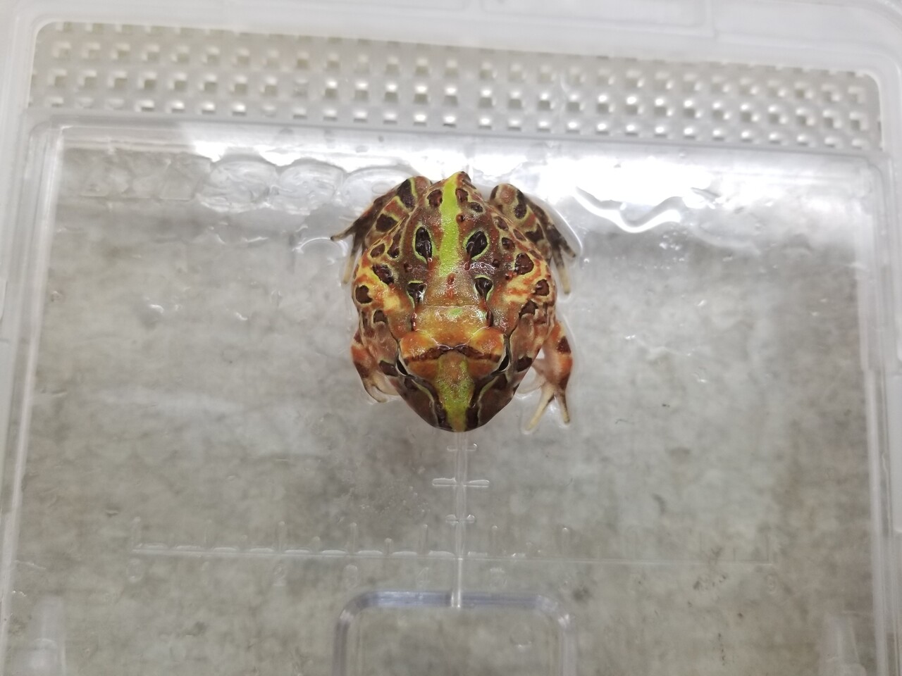 両生類新入荷 ブラジル ベルツノ アフウシ アメフクラ 爬虫類倶楽部大宮店公式ブログ 両生類新入荷 ブラジル ベルツノ アフウシ アメフクラ 爬虫類倶楽部大宮店公式ブログ