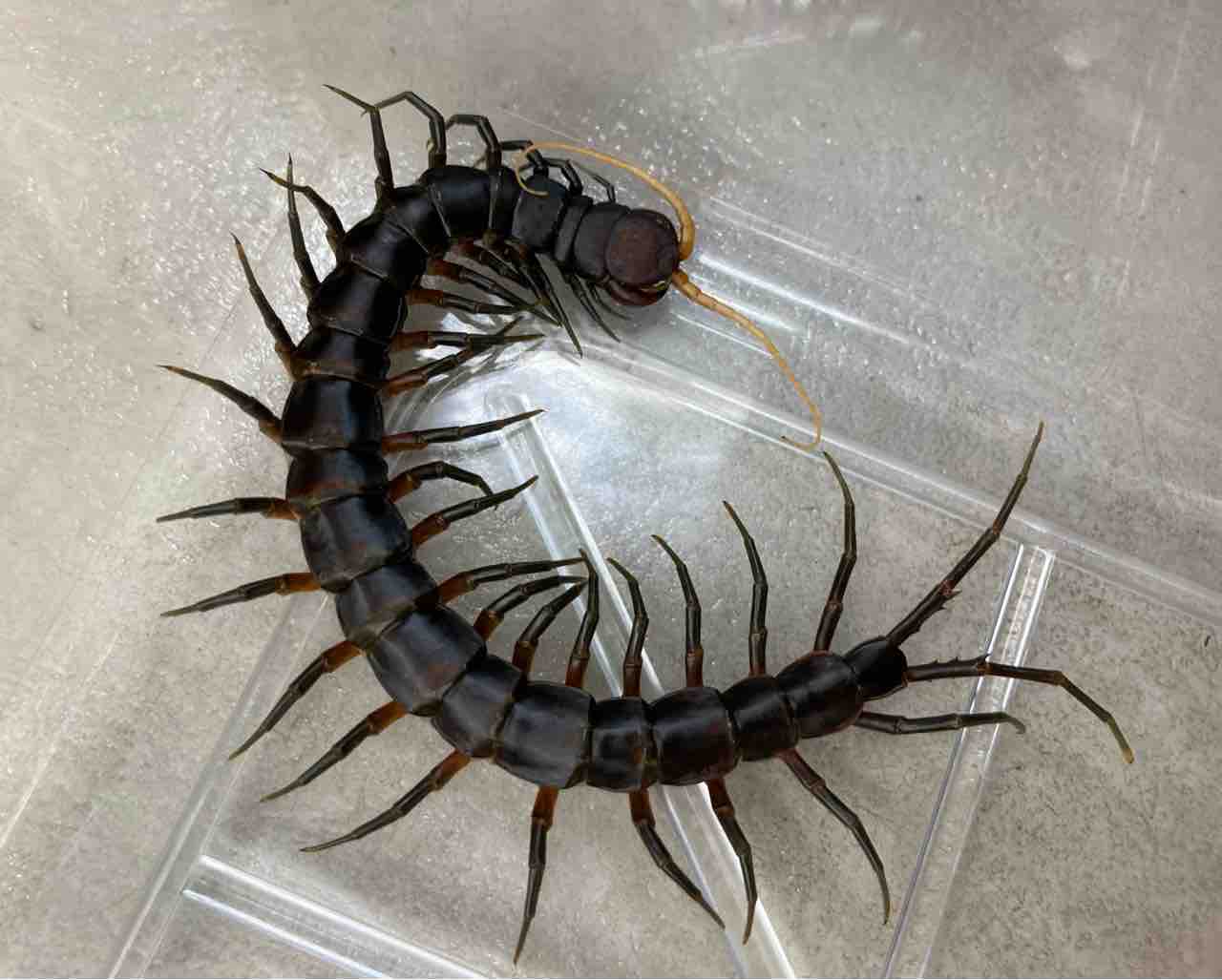 外国産ムカデ(タイ産WD)30匹セット#奇蟲 #虫 #ムカデ