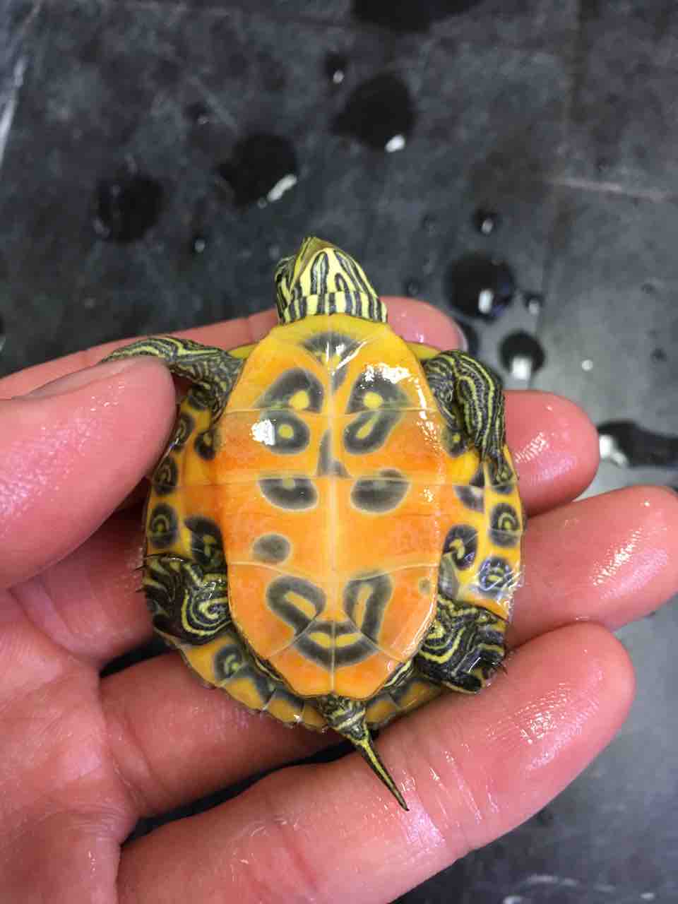 カメ 新入荷 アカハラガメが揃いました 爬虫類倶楽部大宮店公式ブログ