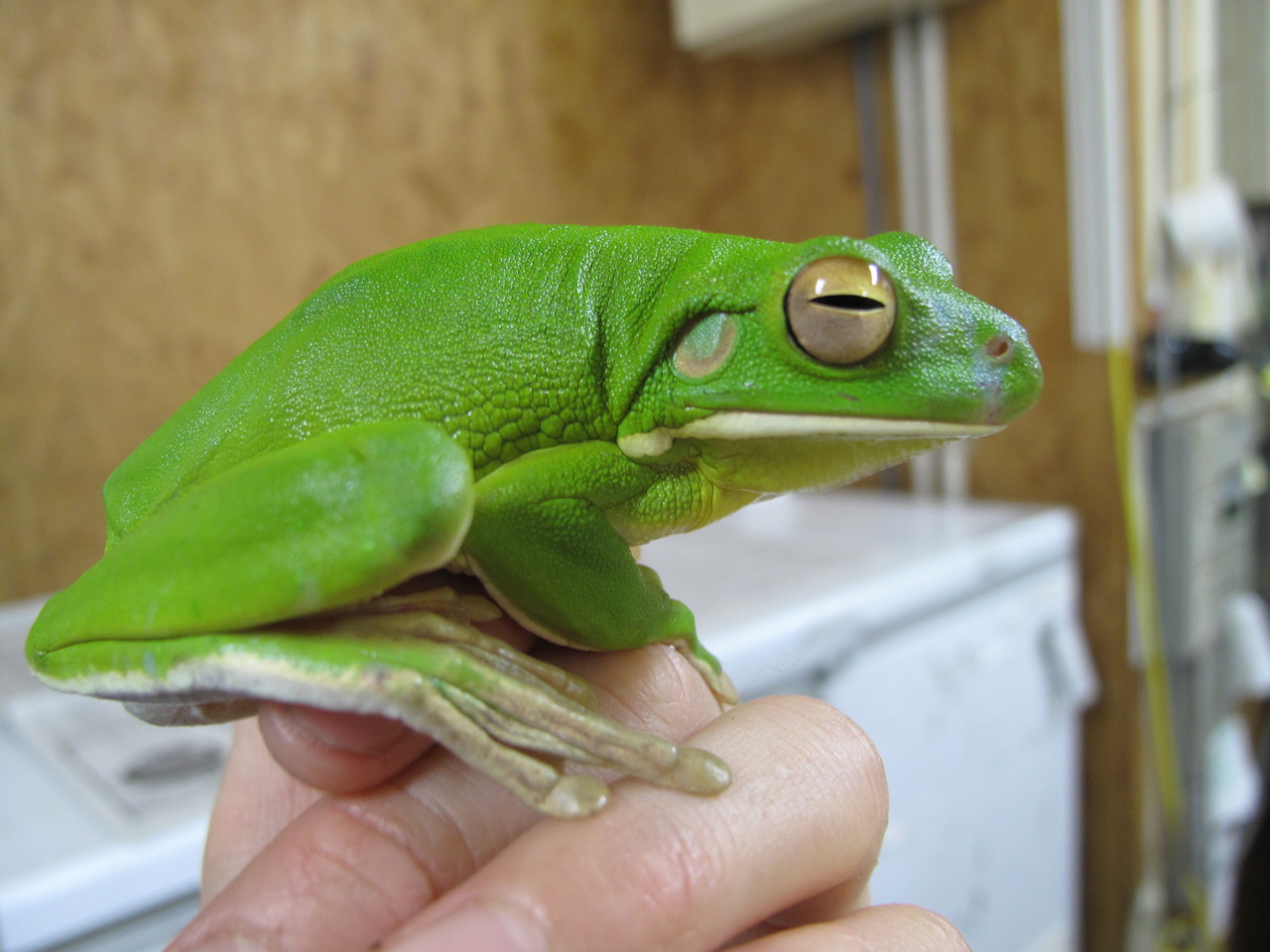 両生類 ぴーちゃんブログ 爬虫類倶楽部大宮店公式ブログ