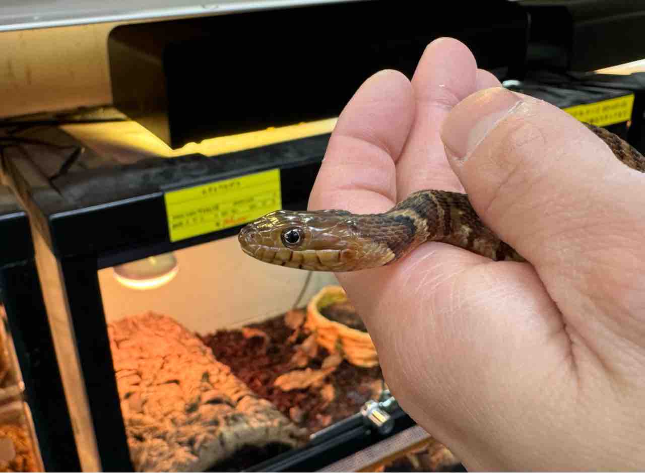 ヘビ新入荷！ 世界各国よりWC便色々と！ : 爬虫類倶楽部大宮店公式ブログ