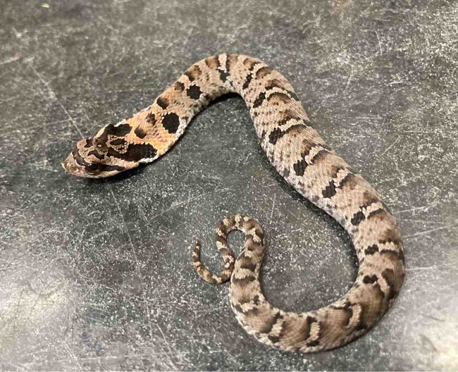 ヘビ 新入荷 トウブシシバナなどアメリカンなヘビ達 爬虫類倶楽部大宮店公式ブログ