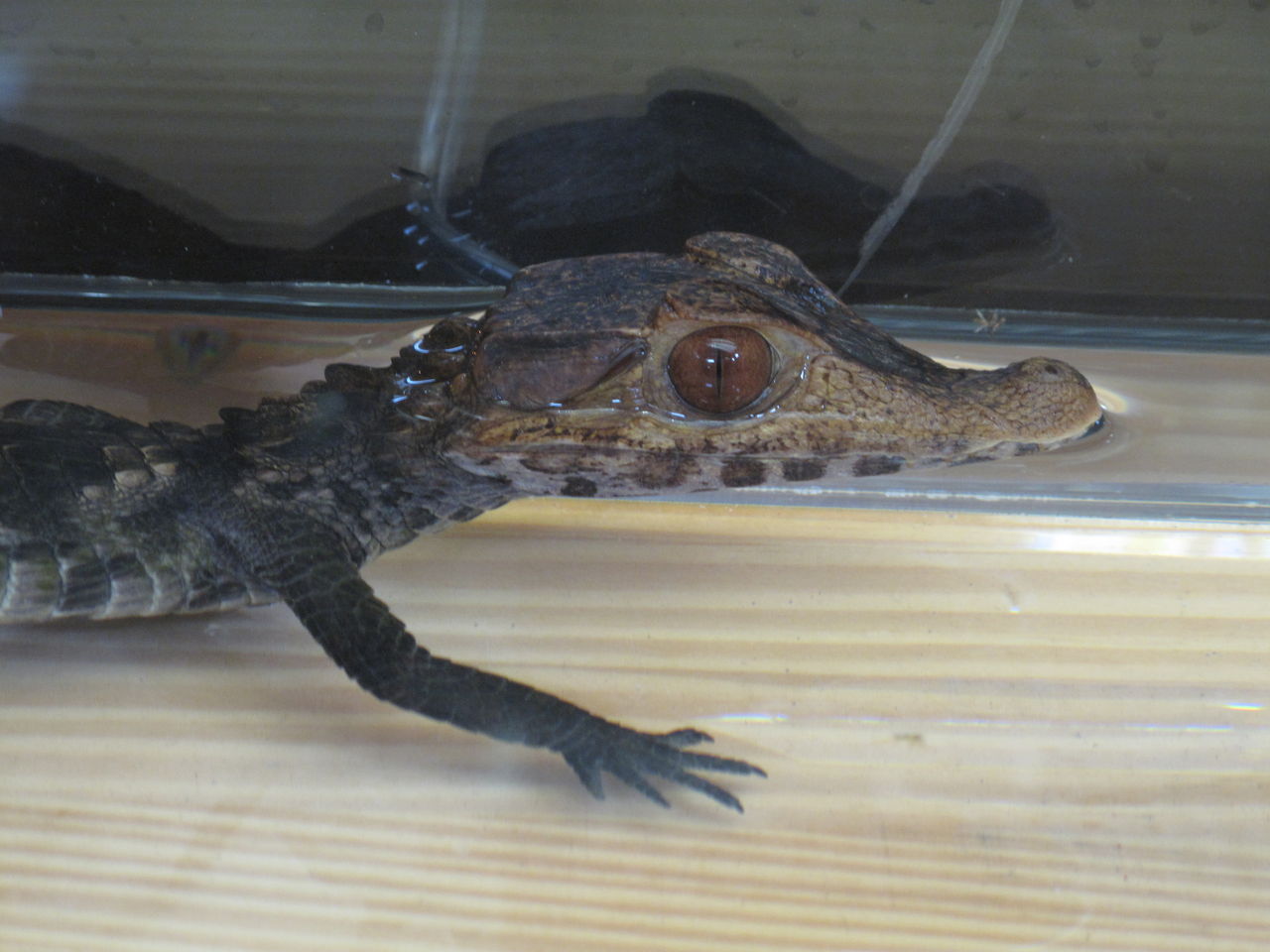 両生類編 ぴーちゃんブログ 爬虫類倶楽部大宮店公式ブログ