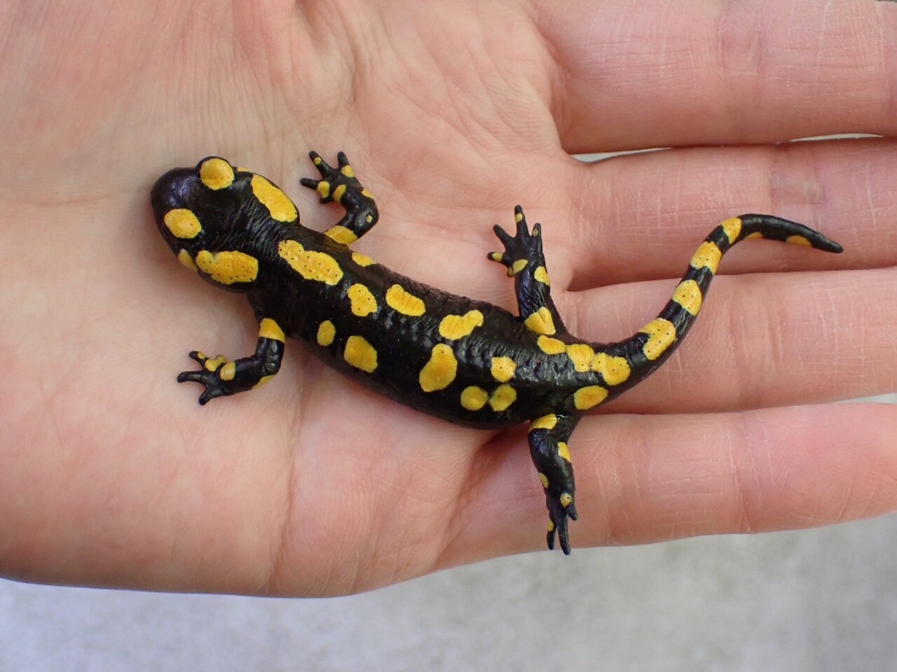 ファイアサラマンダートリオ