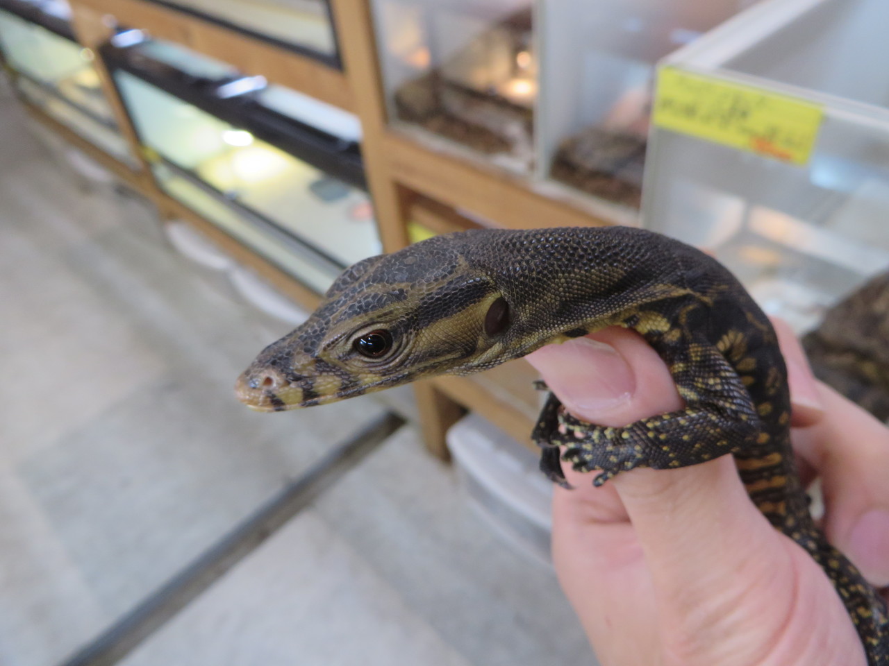 新産地サルバやらゴライアスバードイーターなど入荷 : 爬虫類