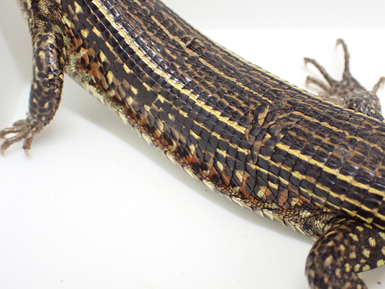 マダガスカル便！トカゲ新着！～ゾノ祭り～ : 爬虫類倶楽部大宮店公式