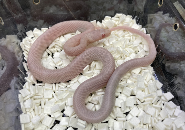 BF5B2E3B-C21B-4152-8A5E-239262268212