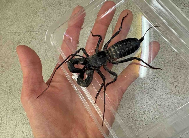 FullSizeRender