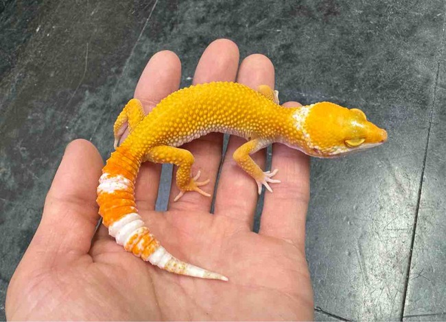FullSizeRender
