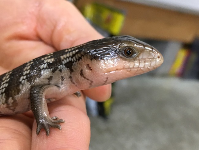 トカゲ 爬虫類倶楽部大宮店公式ブログ