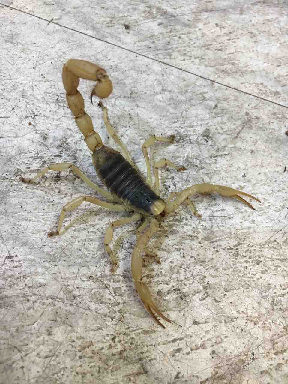 蟲 新入荷 とちょこっと在庫紹介 爬虫類倶楽部大宮店公式ブログ 蟲 新入荷 とちょこっと在庫紹介 爬虫類倶楽部大宮店公式ブログ