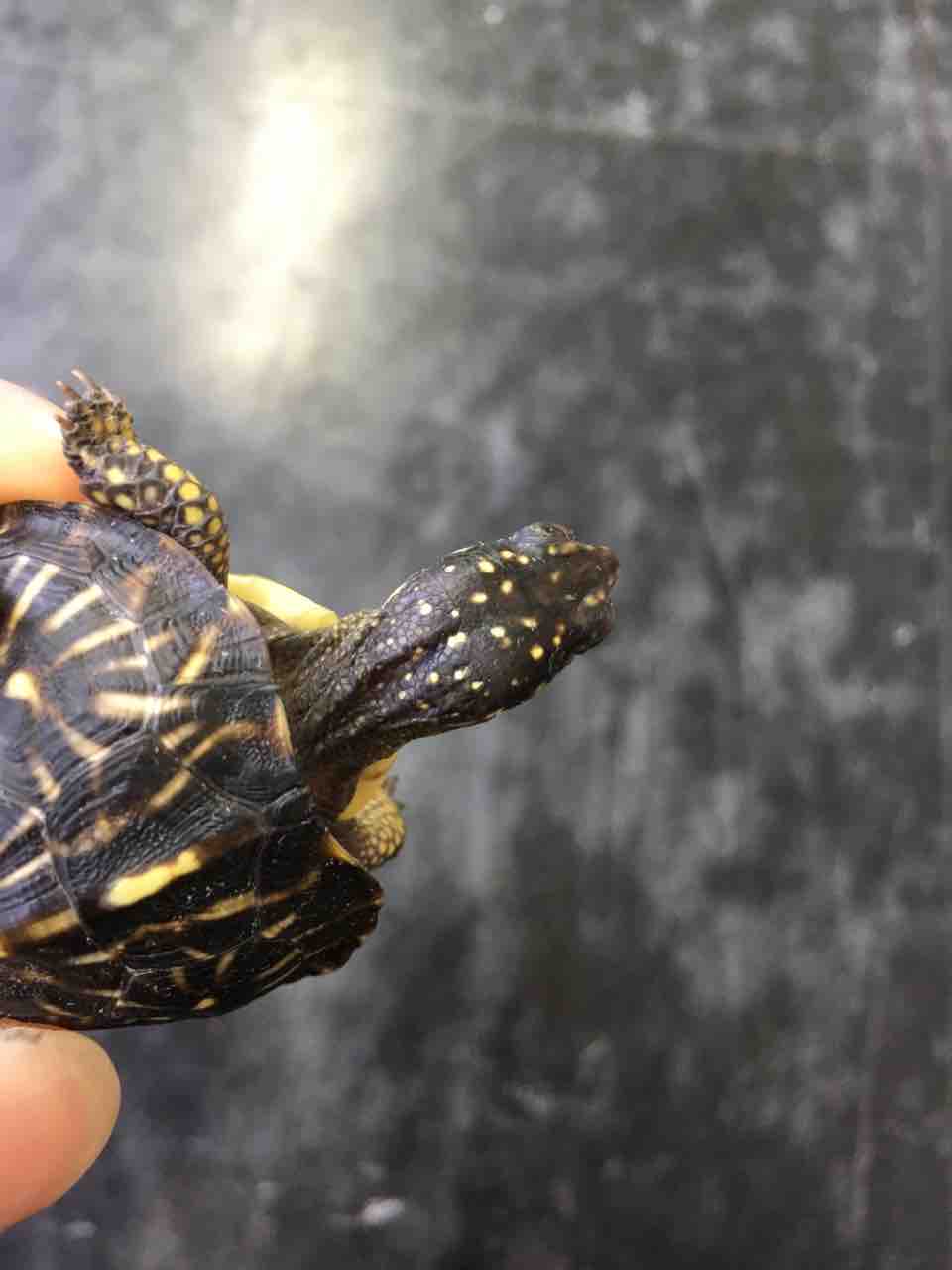 カメ ヘビ新入荷 マラヤンバンカレッド ハコガメなど 爬虫類倶楽部大宮店公式ブログ