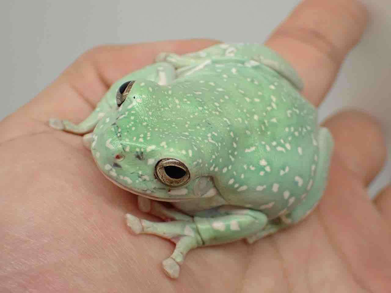 カエル新着🐸スノーフレークと在庫紹介～！ : 爬虫類倶楽部大宮店公式