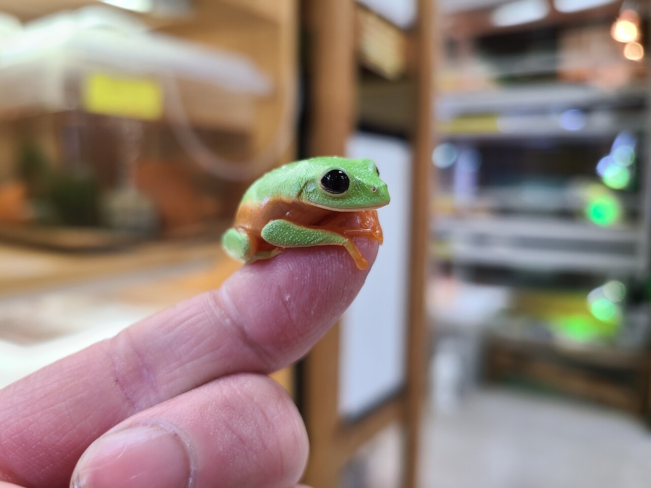 両生類新入荷 モレレット ピパパルバ イエアメ ベルツノ 爬虫類倶楽部大宮店公式ブログ