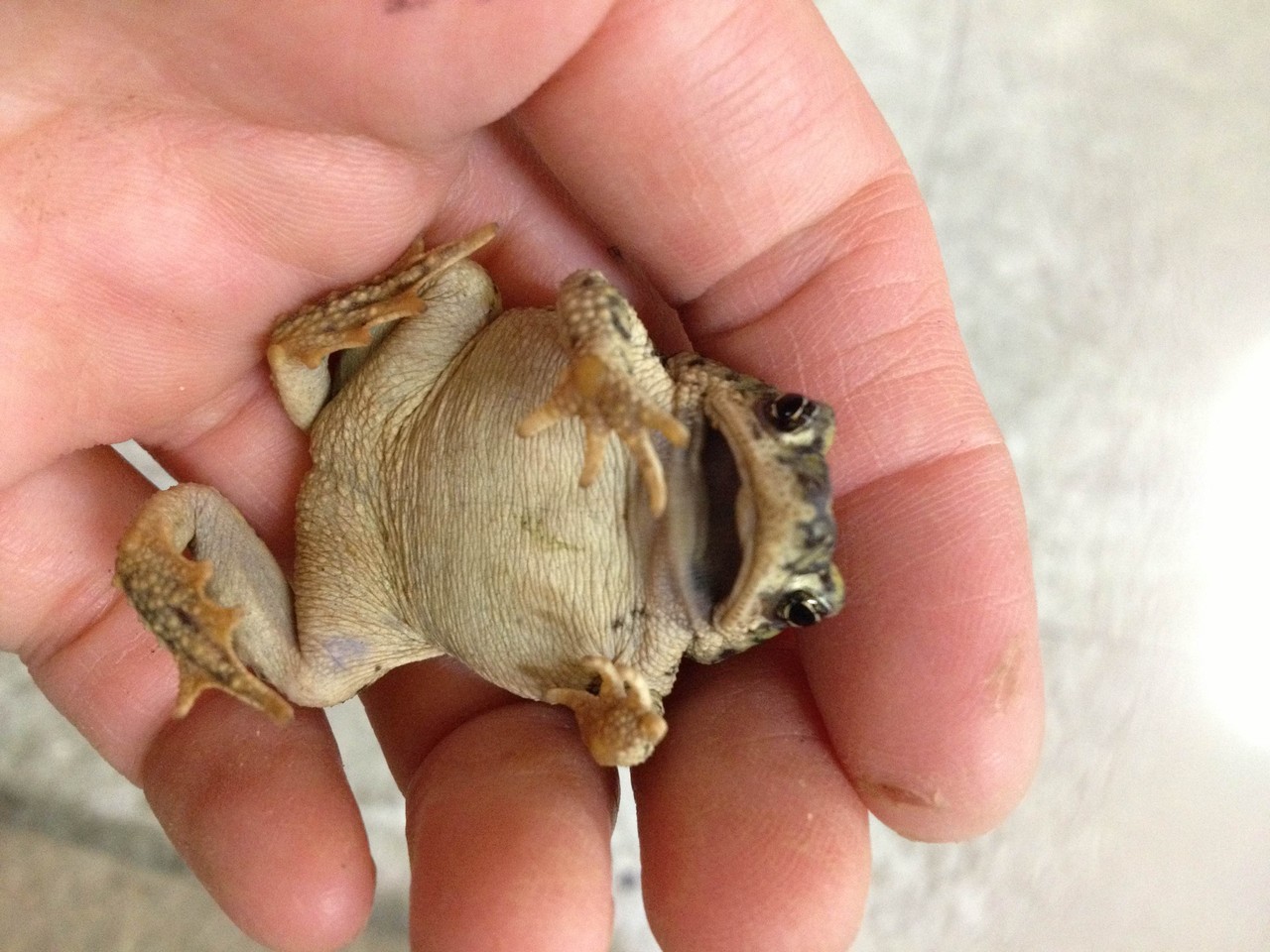 爬虫類倶楽部大宮店公式ブログ