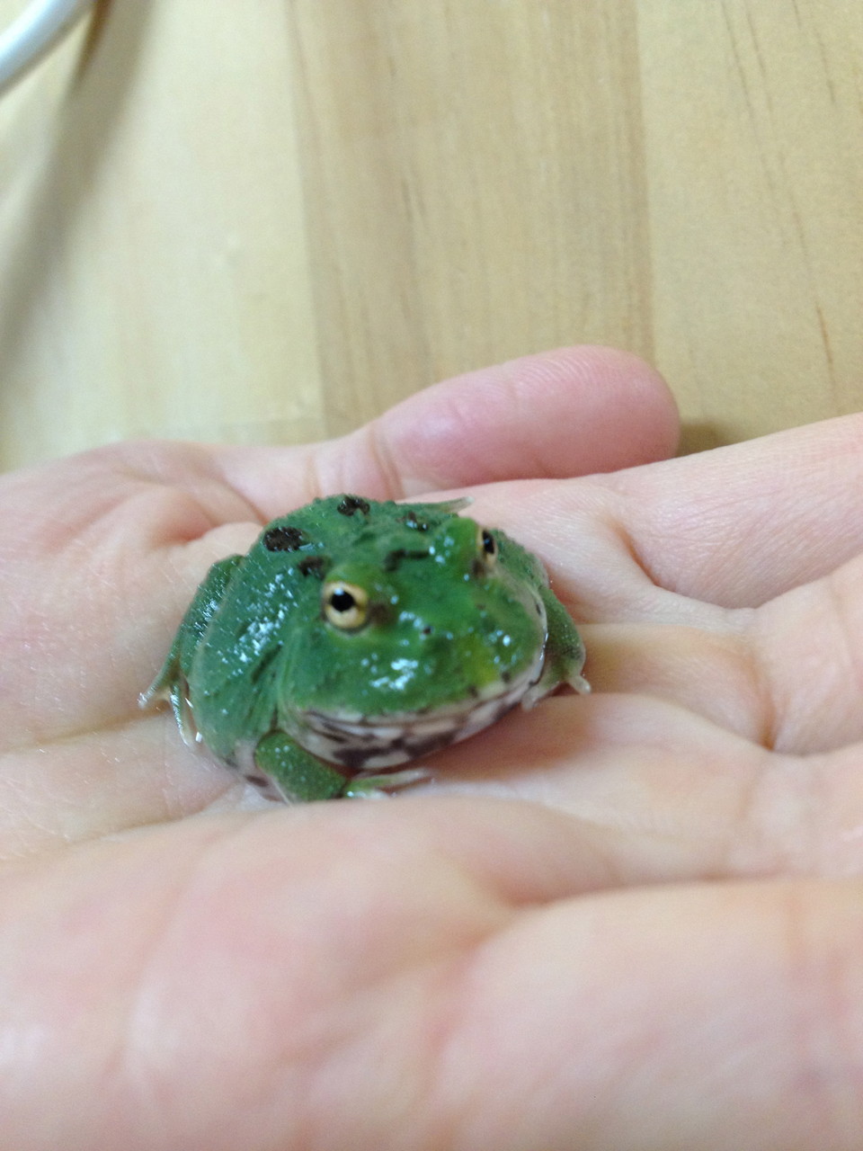 グリーンアップルとベルとコケガエルきました 爬虫類倶楽部大宮店公式ブログ