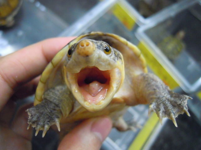 深田のいちおし情報 72 新入荷っ 爬虫類倶楽部大宮店公式ブログ