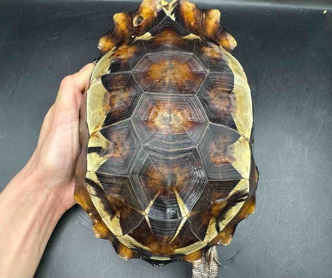 FullSizeRender