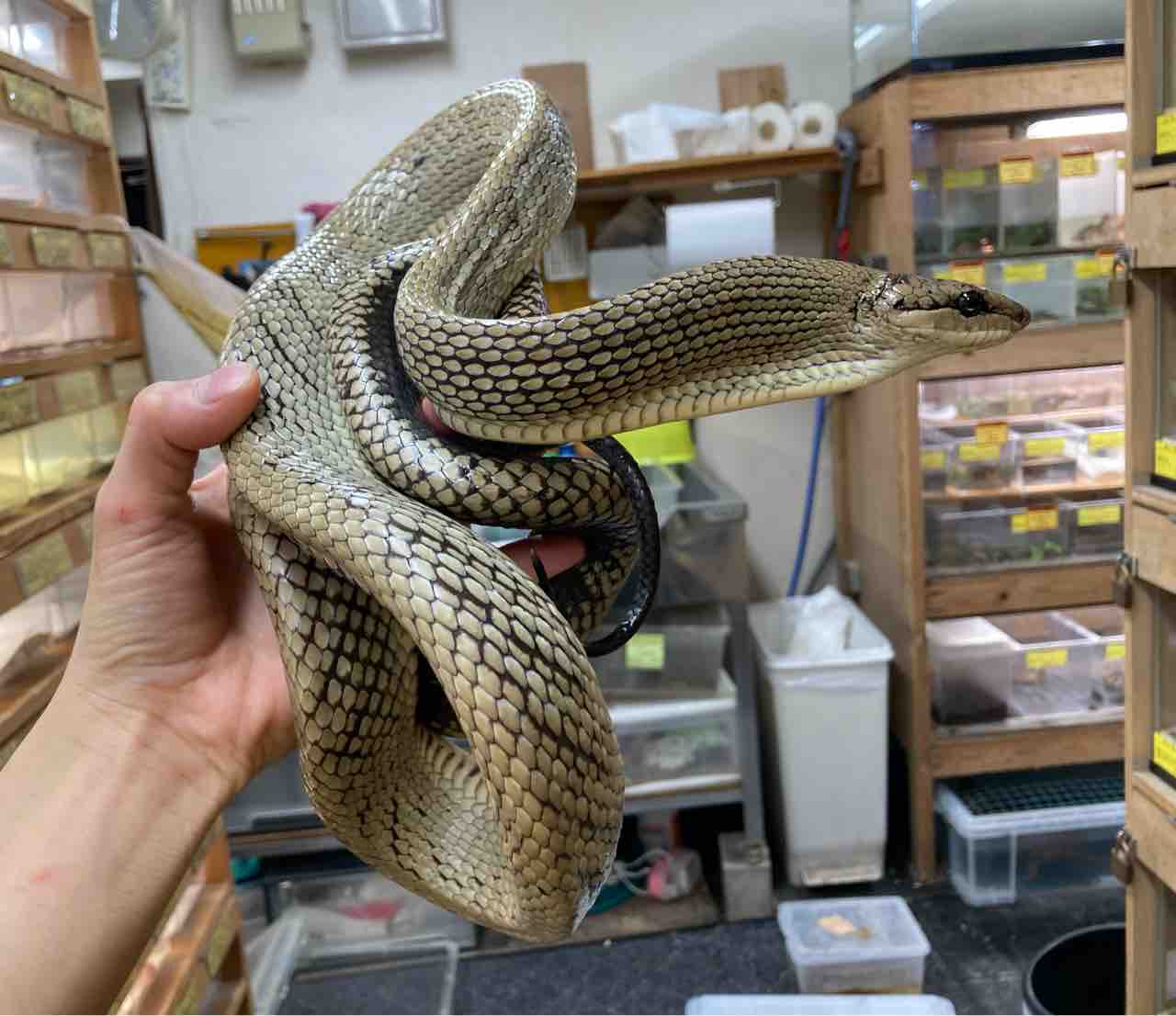 ヘビ カメ 新入荷 ネシア便 アメリカ便など 爬虫類倶楽部大宮店公式ブログ ヘビ カメ 新入荷 ネシア便 アメリカ便など 爬虫類倶楽部大宮店公式ブログ