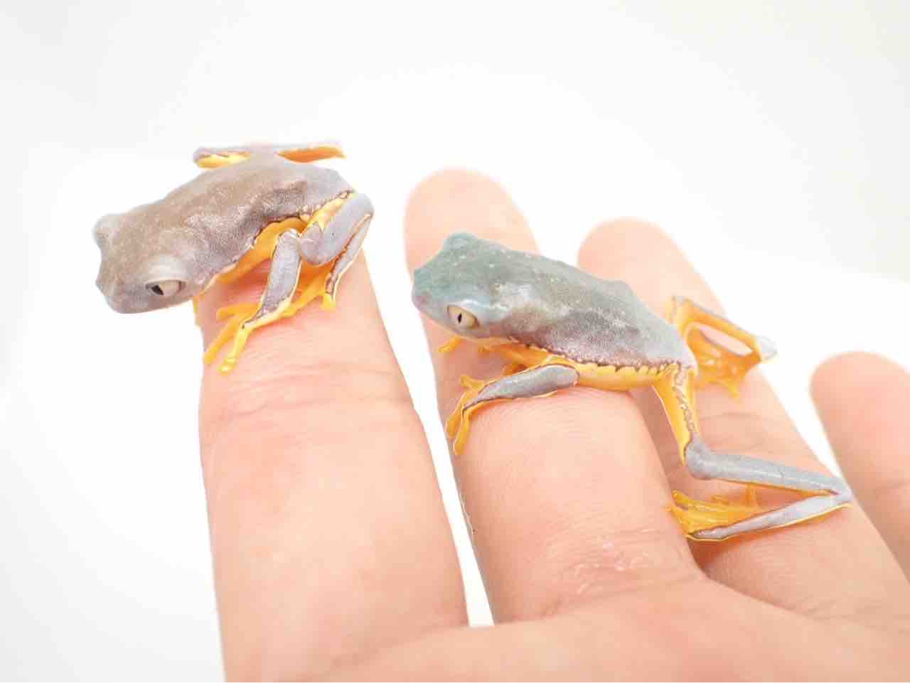 カエルになります。 他の方は落札してもキャンセルさせて頂きます。 Amazon.co.jp: [奇譚クラブ] カエルの森工房 無事カエル ストラップ