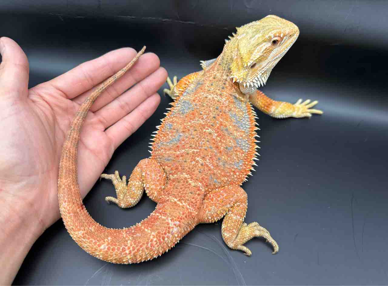 フトアゴ新入荷！7月限定フトアゴフェア開催中！ : 爬虫類倶楽部大宮店