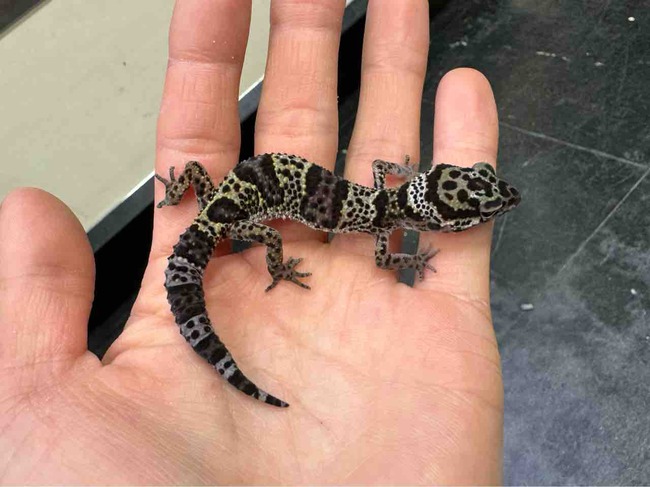 FullSizeRender