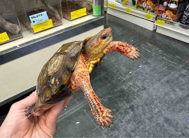FullSizeRender