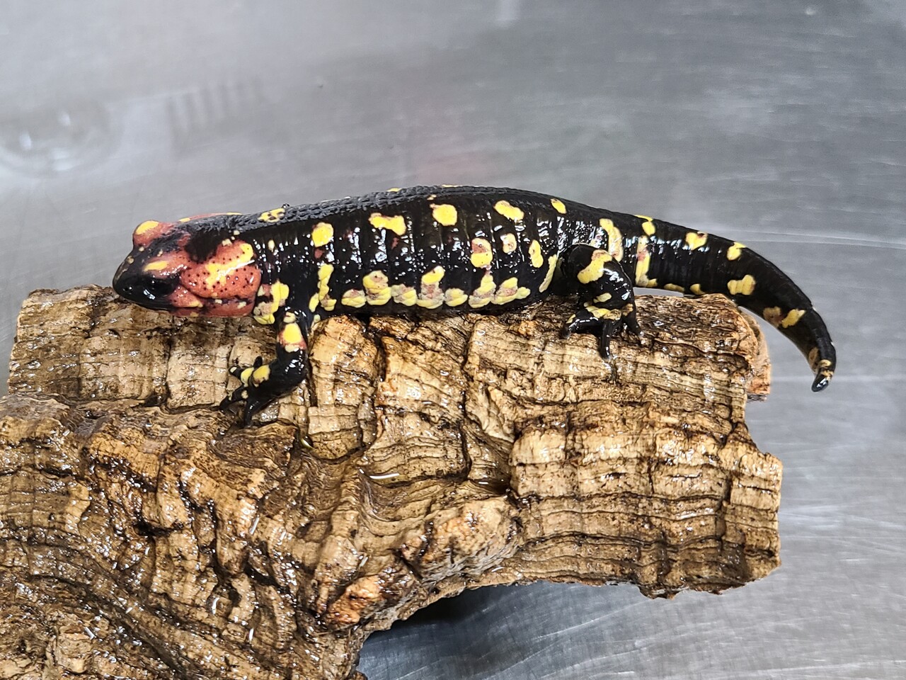 両生類在庫紹介 有尾編 爬虫類倶楽部大宮店公式ブログ