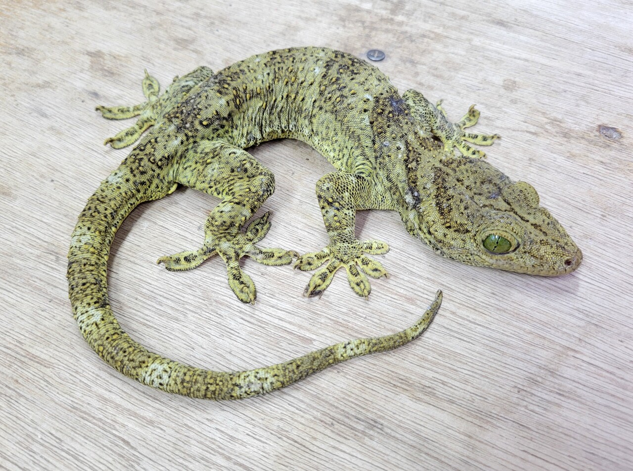 ヤモリ新入荷 40cm近い巨大スミスなどマレーシア便のヤモリ達が来ました 爬虫類倶楽部大宮店公式ブログ
