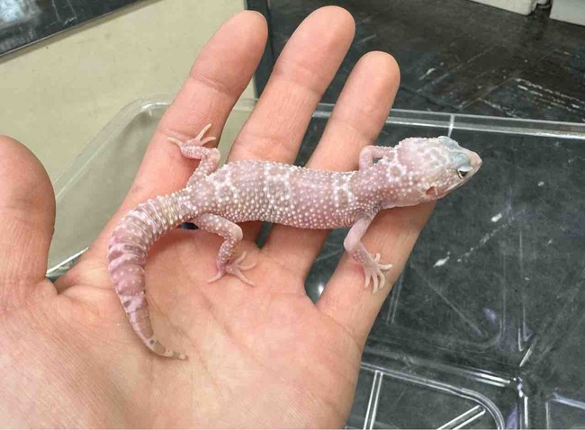 FullSizeRender