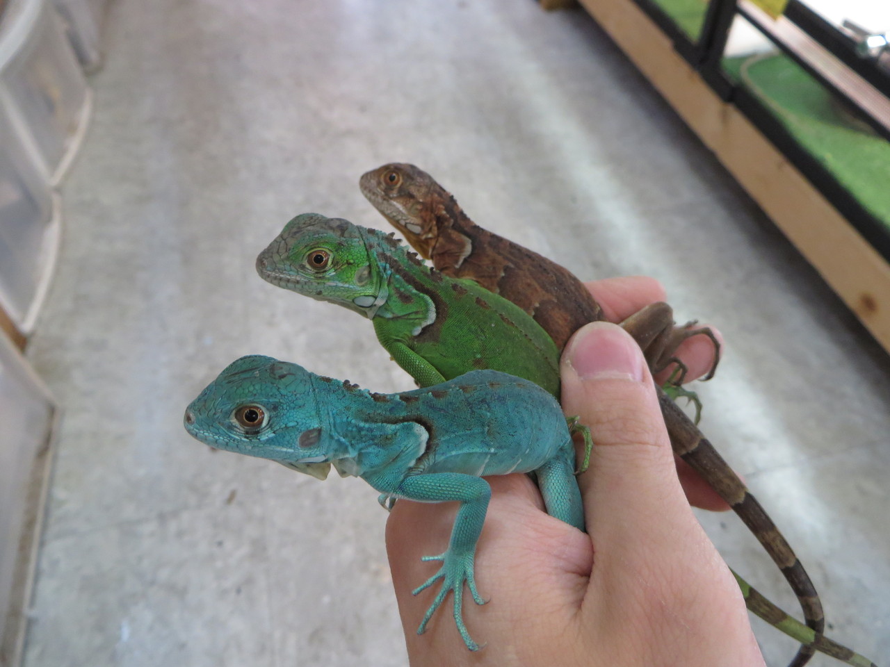 緑赤青イグアナ来ました 爬虫類倶楽部大宮店公式ブログ