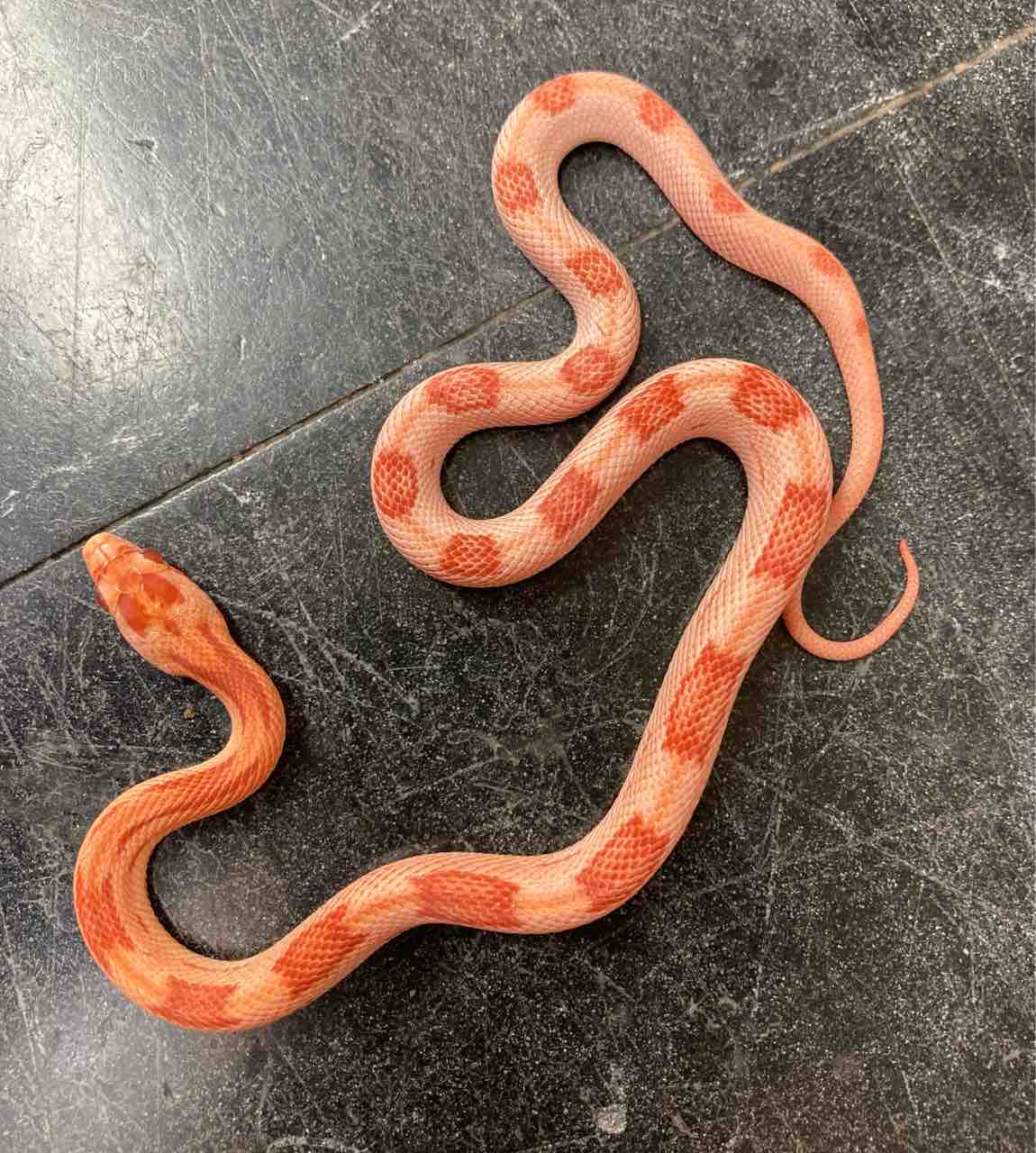 ヘビ在庫紹介 Jrs生体リクエストも募集中 爬虫類倶楽部大宮店公式ブログ