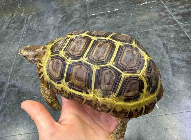FullSizeRender