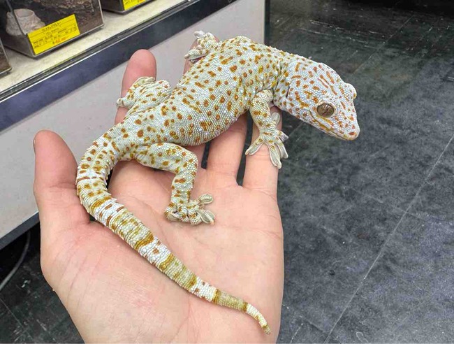 FullSizeRender