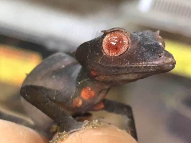 オッドアイ エダハヘラオヤモリprだよ 爬虫類倶楽部大宮店公式ブログ