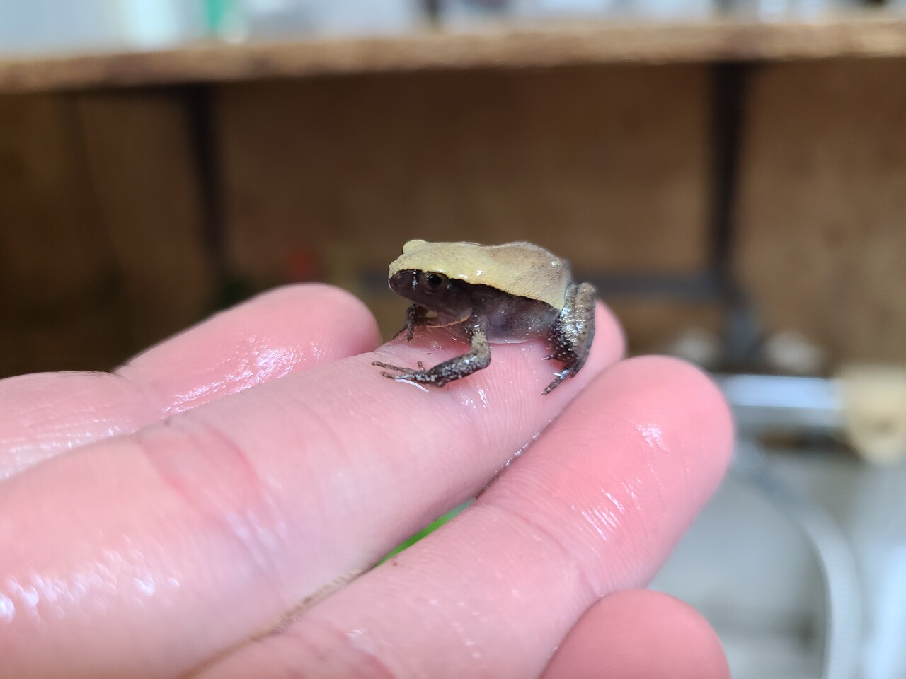 両生類新入荷！コガタナゾ！クツワアメ！イエアメ！サビトマト