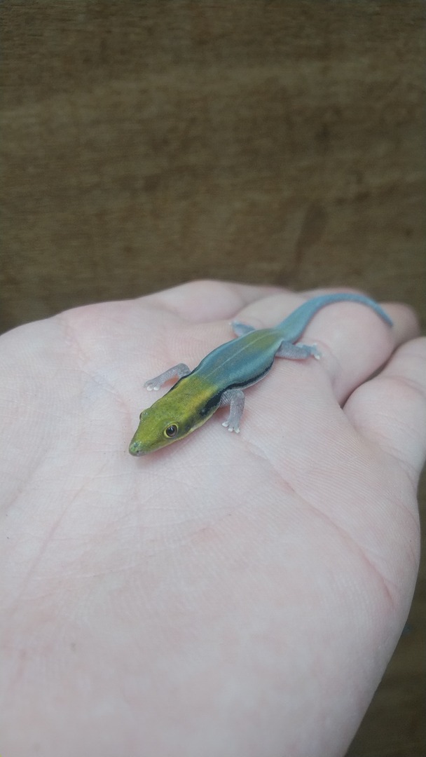 爬虫類倶楽部大宮店公式ブログ 爬虫類倶楽部大宮店公式ブログ