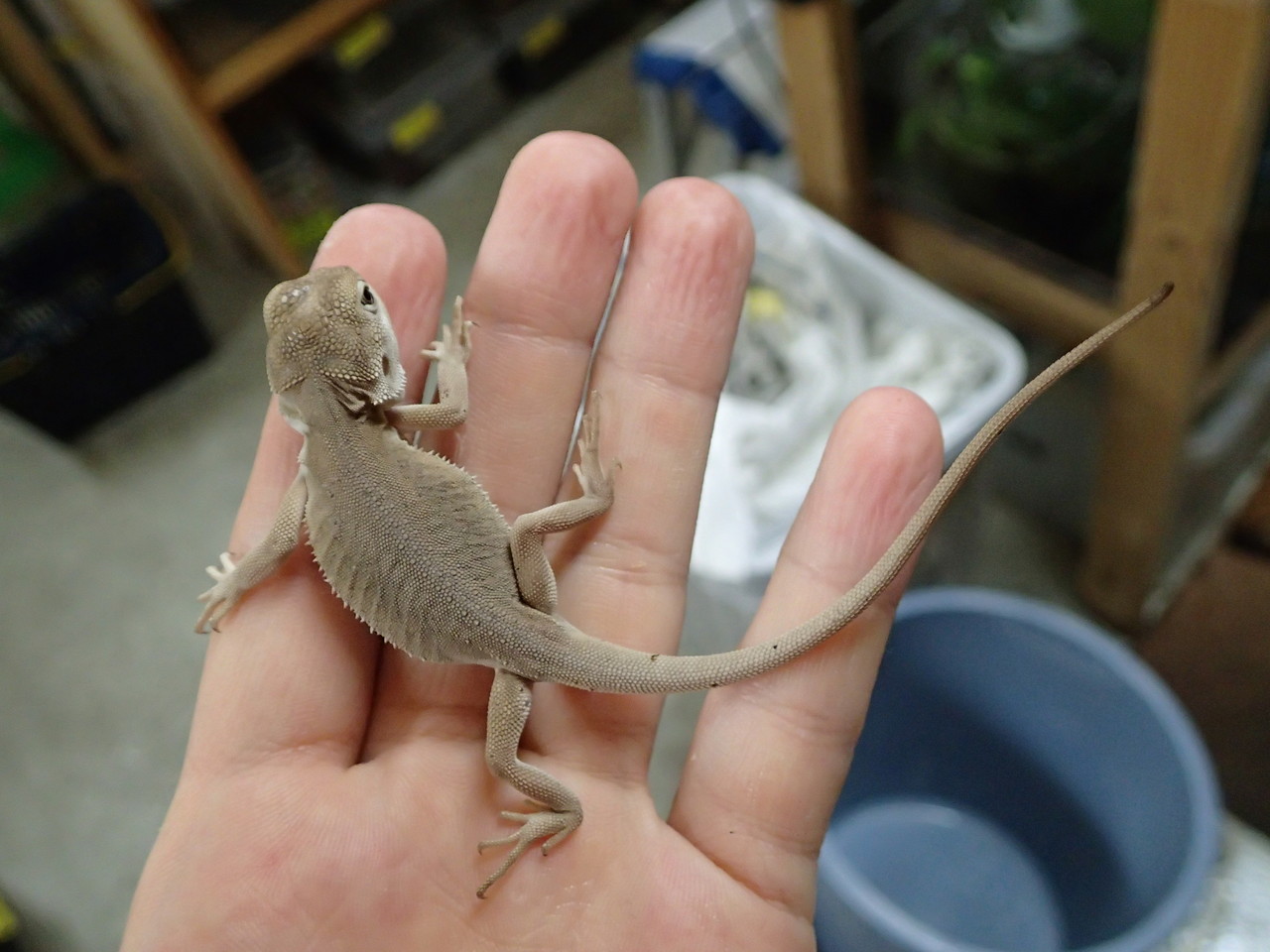 新着 フトアゴヒゲトカゲ 爬虫類倶楽部大宮店公式ブログ