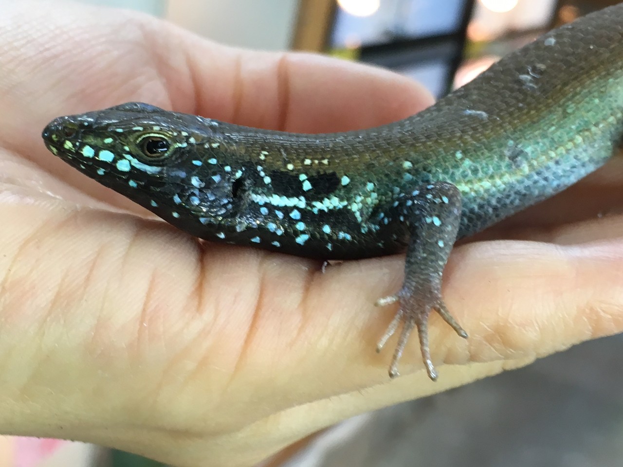 ブラジルツノガエル トカゲ タランチュラ新入荷 爬虫類倶楽部大宮店公式ブログ