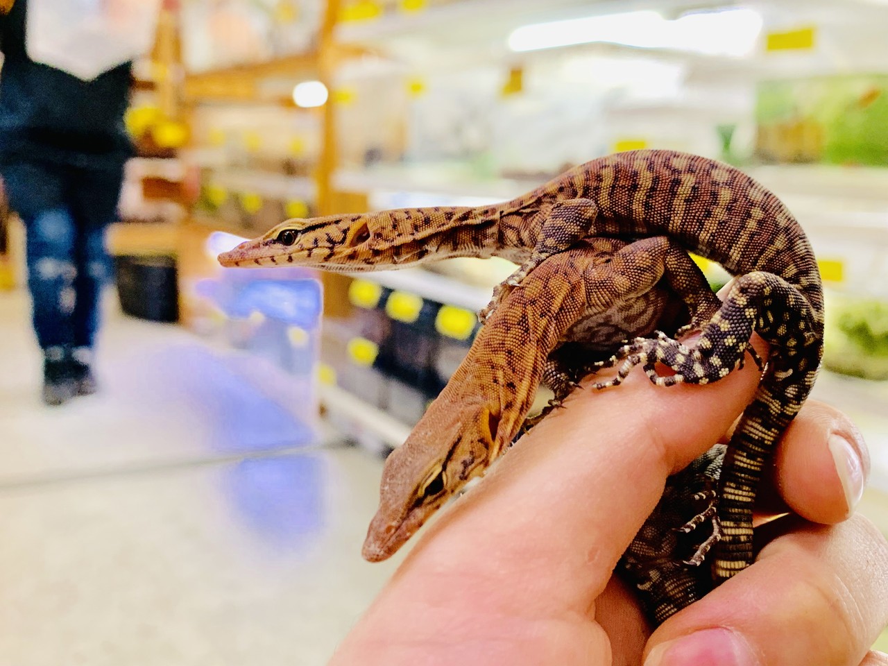 オーストラリアのドワーフモニター 爬虫類倶楽部大宮店公式ブログ オーストラリアのドワーフモニター 爬虫類倶楽部大宮店公式ブログ