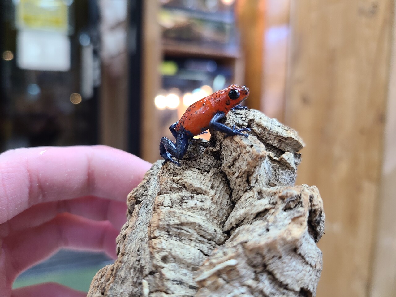 両生類新入荷 イチゴ クランウェル チャコおたま アメイロ 全在庫リストの紹介 爬虫類倶楽部大宮店公式ブログ