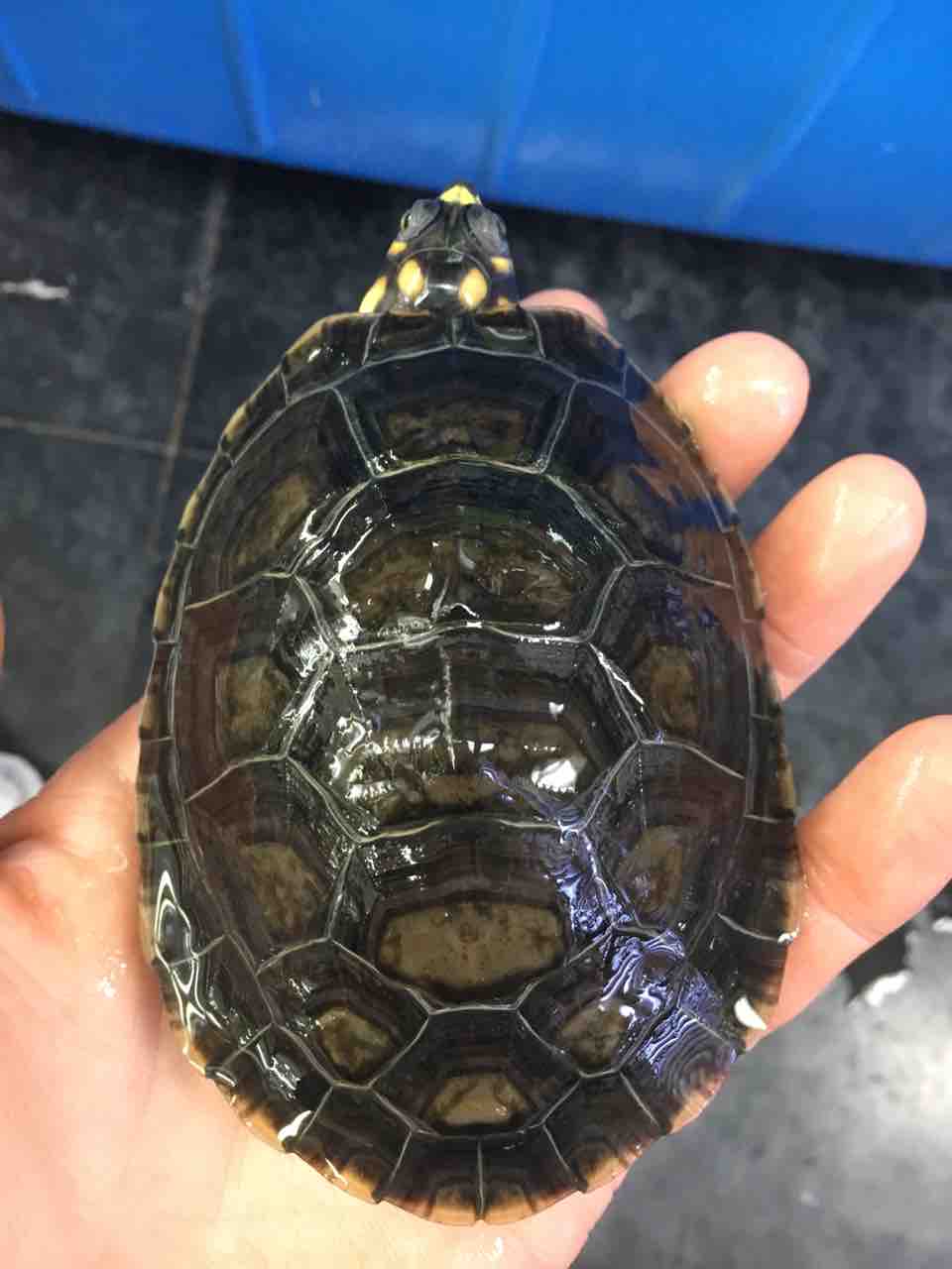 年始セール直前 カメ在庫紹介 ミズガメ編 爬虫類倶楽部大宮店公式ブログ 年始セール直前 カメ在庫紹介 ミズガメ編 爬虫類倶楽部大宮店公式ブログ