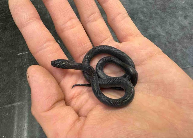 FullSizeRender