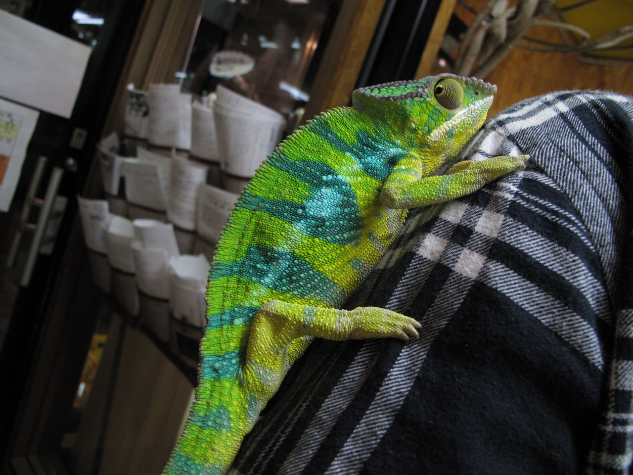 カメレオン 両生類編 ぴーちゃんブログ 爬虫類倶楽部大宮店公式ブログ